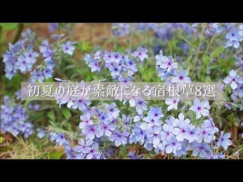 《初夏の庭が素敵になる宿根草8選》バラに合う5種+グランドカバー向き2種+シェードガーデン向き1種《T's Gardenのガーデニング》