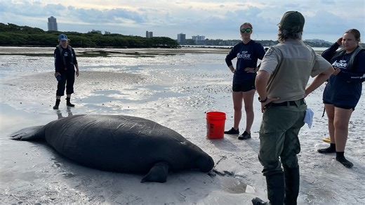 Florida local, state officials rescue stranded manatee