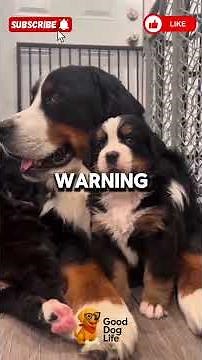 Meet the Bernese Mountain Dog – The Gentle Giant 🐶💖
