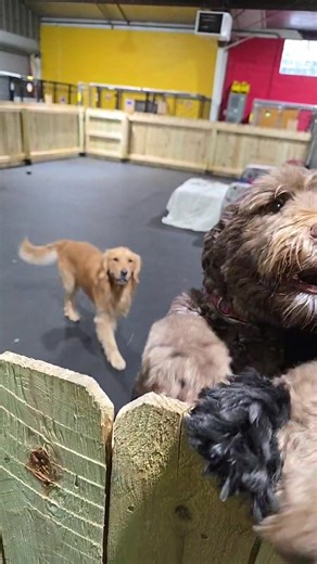 Bones & Belly Rubs of Darlington, WI on Reels