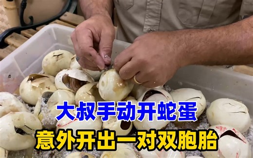 蟒蛇蛋是怎么孵化的？大叔手动开蛇蛋，意外开出一对双胞胎