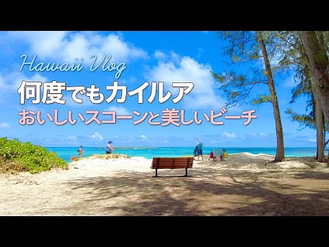【TheBusで巡るハワイ】カイルアで朝食 │ おいしいスコーンを買ってカイルアビーチのベンチで食べる │ kailua town and beach │ hawaii vlog