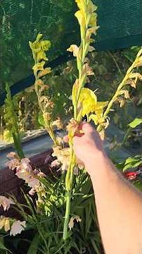 Gladiolus after flowering: next steps. Preparing gladiolus for digging.