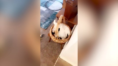 Cat Goes From Living In A Gutter To Living Like A Queen