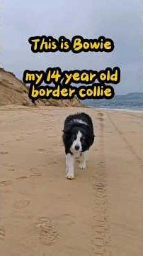 This is Bowie - my 14 year old Border Collie