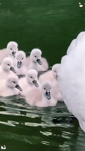 funny swan👀👀👀#funny#swan#animals#funnyanimals#foryou#fyp