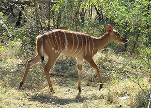 Définition | Nyala - Tragelaphus angasii | Futura Planète