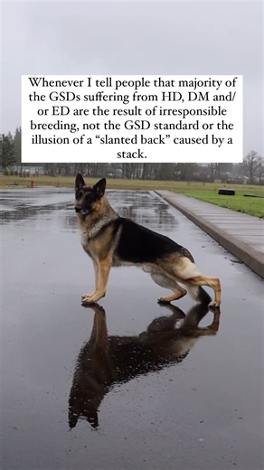 4.1K views · 73 reactions | “I’m a vet and meet many GSDs suffering...