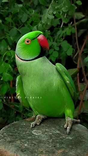 Ringneck talking parrot #reels #ringnackparrot #birdwatching #wildlifephotography #parrotlover #fbviral #viralreels #fbreels #shorts #parrotlife digital diaries | digital diaries