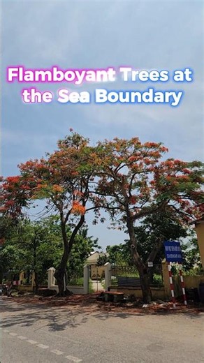 Protanopia Vision ❤️ Vietnam | A Flamboyant Tree at the Sea Boundary 🌺 | ColorSight