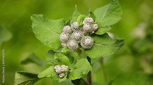 Arctium tomentosum, commonly known as woolly burdock or downy burdock, is burdock belonging to family Asteraceae. species was described by Philip Miller in 1768.