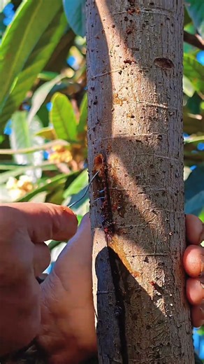 Digging Out HUGE Tree Eating Worms Old School Way🌳