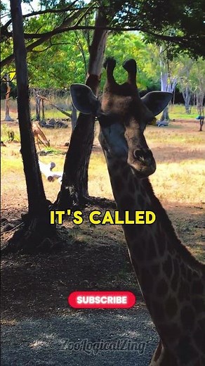 Why Do Giraffes Taste Pee?