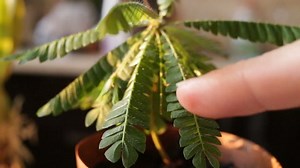 Biophytum Sensitivum Rapid Plant Movement Reacts: Stockvideos & Filmmaterial (100 % lizenzfrei) 1030045019 | Shutterstock