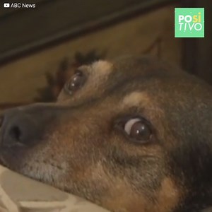 2.2M views · 10K reactions | A família estava pronta para dormir até...