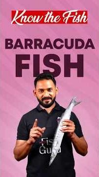 Barracuda Fish (Sheela / Ool / Kandai) | Health Benefits & Uses | Primecut | FishGuru Siddique
