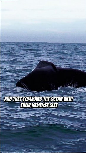 Sperm Whale vs Colossal Squids!