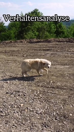 Sarah Fink on TikTok