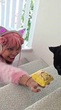 Sanrio but for my Cats! #sanrio #cat #shorts