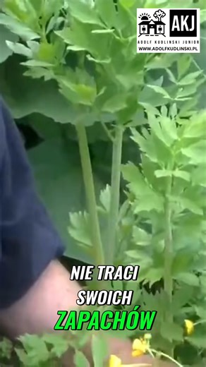 #3 Lubczyk_ Sekretny składnik miłosnych zaklęć prosto z Twojego ogrodu #kudlinski #lubczyk #preppers | Adolf Kudliński