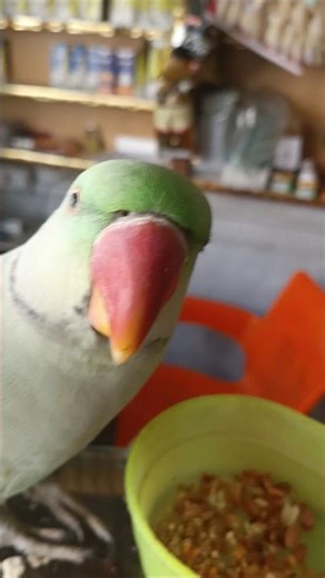 parrot dance #parrot #funny #highlights #parrots #parrottalking #parrotlover #parrotvideo