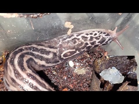 Pet & Wild Leopard Slugs plus laying eggs! Limax Maximus / Great Gray Slug! Big & cool pet mollusk!