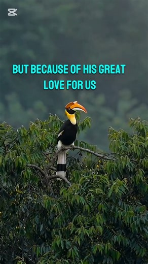 Powerful Bible Verses About God’s Mercy