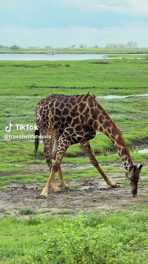 Giraffe Survival: How They Manage Blood Pressure