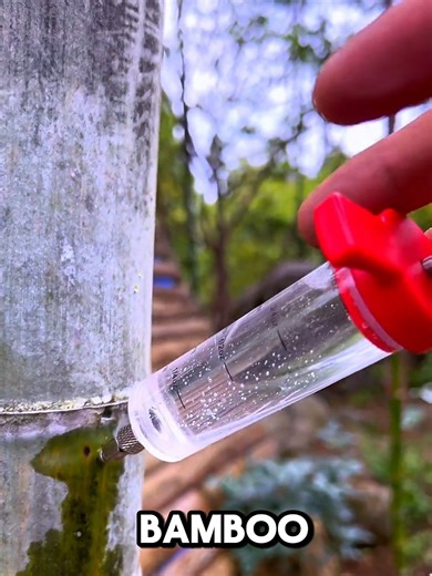 Discover Fresh Bamboo Wine: A Unique Winemaking Process