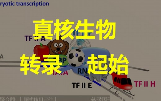 【生物化学】真核转录起始：转录因子TF如何记忆？RNA聚合酶有哪些？顺式作用元件和反式作用因子是什么？