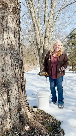Making Maple Syrup 🍁 From Tree Sap to Finished Syrup