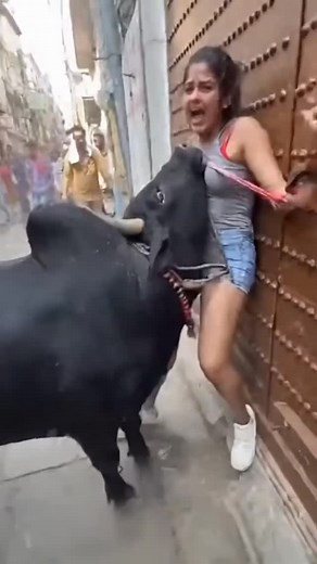 2.1K views · 263 reactions | It happens only in India when the bull doesn’t like your fashion sense. | Rahul Nanda | Facebook