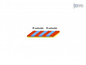 Video: Studying Cell Rolling Trajectories on Asymmetric Receptor Patterns