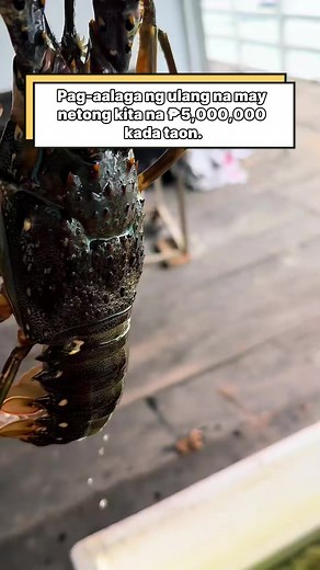  Sa isang kulungan na may 50 pirasong lobster, kumita ako ng...