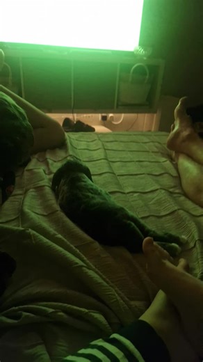 Adele ONeill (@mrsoneill2021)’s videos with original sound - David Attenborough