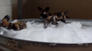 150K views · 3.6K reactions | Splish splash! Predators Keeper Jordan shared a sudsy #pupdate with us. | Denver Zoo Conservation Alliance | Facebook