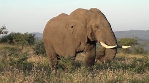 clip-28657891-elephant-hole-ear-eating-roots-early-morning