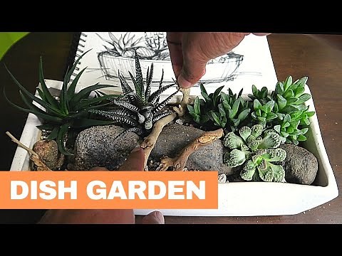 Dish Garden Design || Haworthia Dish Garden || How to make a beautiful miniature landscape
