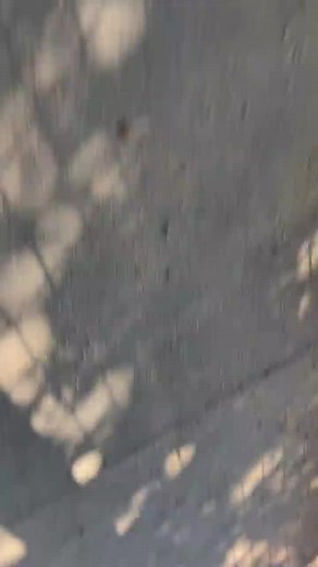 Dad catches daughter feeding Wild Animals