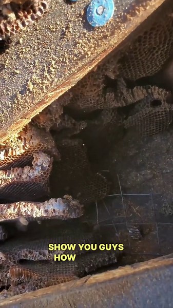 Hidden rooftop beehive uncovered on a steep roof rescue
