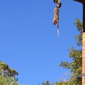 The times when pythons hunt are too spectacular #FishingLife | Fishing Life