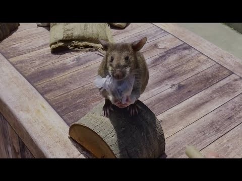 How giant rats could lead the charge in preventing wildlife trafficking and landmine detection