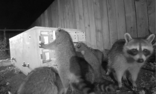 How urban raccoons adapt to new foraging challenges