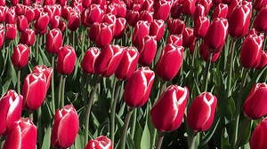 The tulips are in full bloom! 🌷😍🌷 If you’re a planning a visit to the Canadian Tulip Festival - Festival canadien des tulipes this week be sure to check out our handy guide to visiting the festival by bus, boat, bike or on foot 👉 http://bit.ly/1X6K6lH | Ottawa Tourism