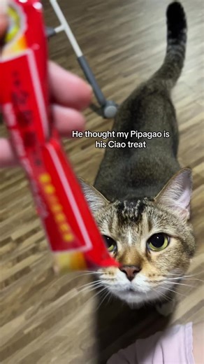 Funny Cat Mistakes Medicine for Treat