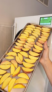 Rehydrating Peaches 🍑 . #homestead #homesteading #peaches #freezedry #freezedriedfood #freezedriedpeaches #harvestright #fruittruck #peachtruck #preserving #preservingfruit | Cara Jones