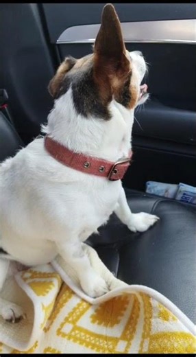 The SHOCKING Truth About Animal Souls Revealed.