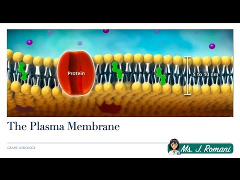 Lesson Video - The Plasma Membrane