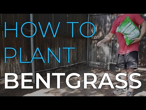 How to Plant Bentgrass Seed | Leveling lawn