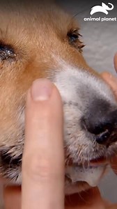 Patrick lleva a Lyra a la veterinaria para devolverle la chispa a su mejor amiga peluda #DrJeffVeterinario 🐕👨‍⚕️ Disfruta el contenido de Discovery en #HBOMax Suscríbete ahora: https://bit.ly/MAX-AnimalPlanetLa | Animal Planet Latinoamérica